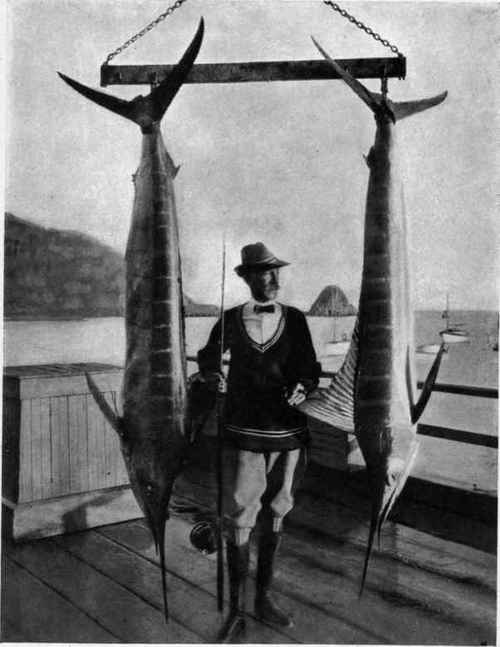 SPEARFISH OR MARLIN 179 and 132 pounds.