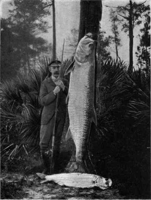 TARPON, 187 POUNDS St. Lucie River, Florida, January 23.