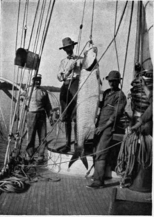 TARPON TAKEN IN THE RIO NEGRO, CUBA Weight, 130 pounds.