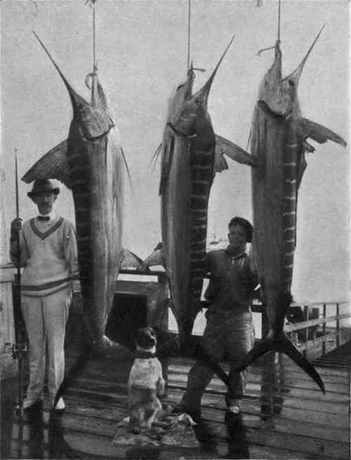 THREE AND ONE HALF HOURS' FISHING AT SAN CLEMENTE.