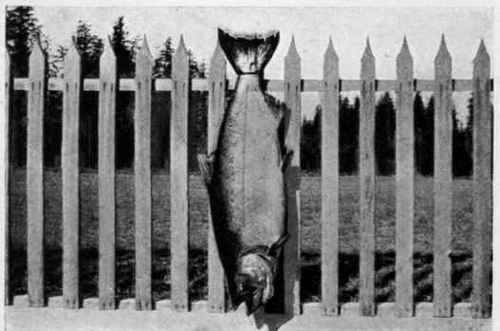 TYEE SALMON, 60 POUNDS.