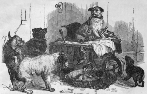 ANIMAL SAGACITY