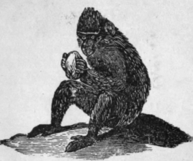 MACAQUE.