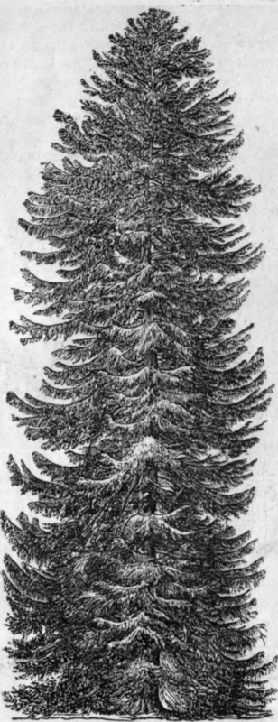 NORWAY SPRUCE FIR.