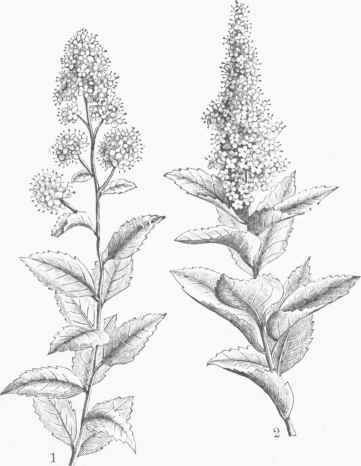 1. Meadow Sweet (Spirea salicifolia). 2. Hardback (8pira?atomentosa).