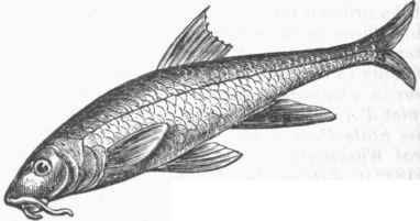 Barbel.