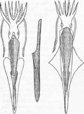 Belemnites restored, after D'Orbigny.