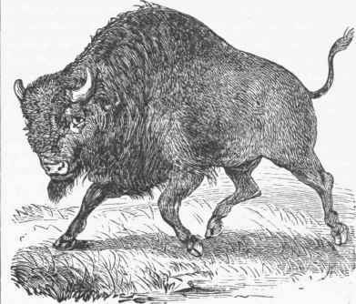 Bison Americanus.