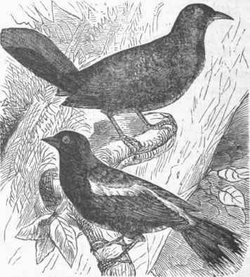 Bobolink (Dolichonyx oryzivorus).