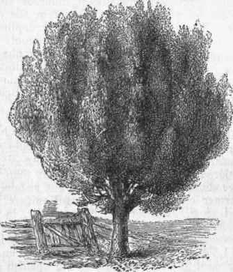 Box Tree.