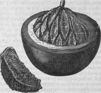 Brazil Nut, showing Fruit cut open, disclosing the arrangement of Nuts.