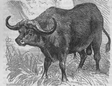 Cape Buffalo (Bos Caffer).
