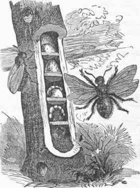 Carpenter Bee and Nest.