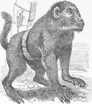 Chacma (Cynocephalus porcarius).