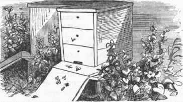 Changeable Hive.