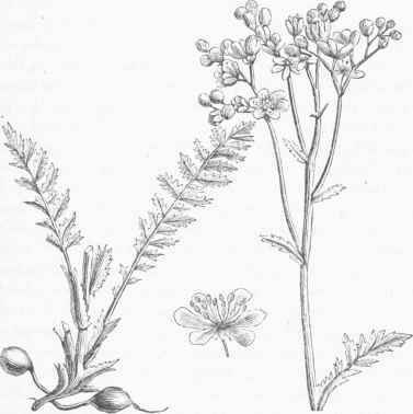 Dropwort (Spiraea fllipendula).