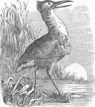 English Bittern (Botaurus stellaris).