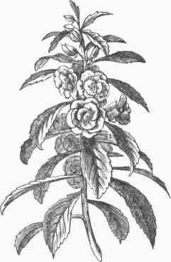 Garden Balsam.