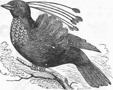 Gold breasted Bird of Paradise (Parotia sexpennis).