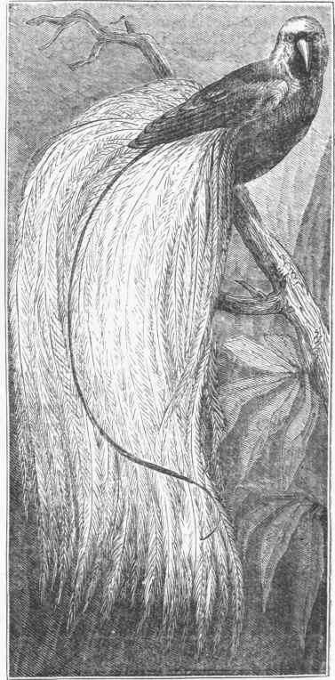 Greater Paradise Bird (Paradisea apoda).