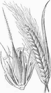 Hordeum distichum.