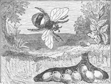 Humblebee (Bombus terrestris) and Nest.