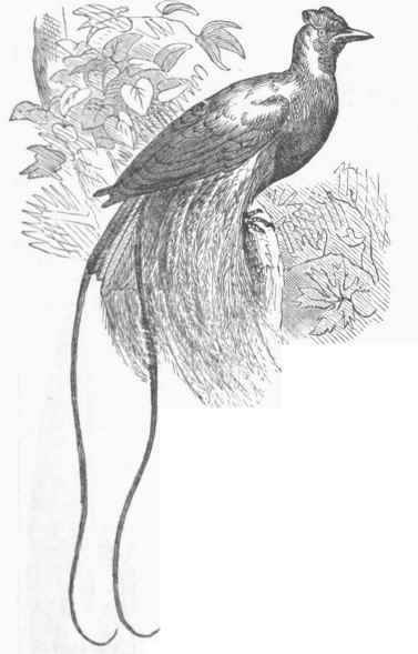 Red Bird of Paradise (Paradi soa rubra).