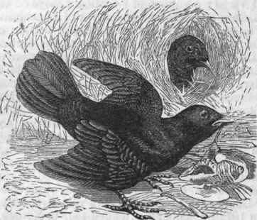 Satin Bower Bird (Ptilonorhynchus holosericeus).