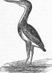 Small Bittern (Ardetta exilis).