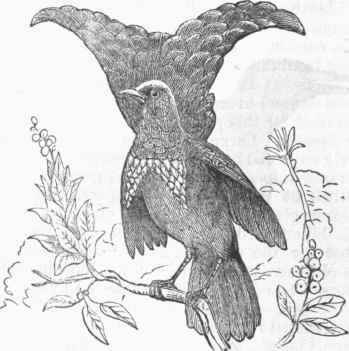 Superb Bird of Paradise (Lophorina atra).