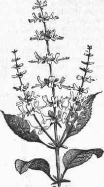 Sweet Basil (Ocymum basilicum).