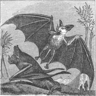 Vampire Bat (Vampirus spectrum).