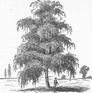 Weeping Birch.
