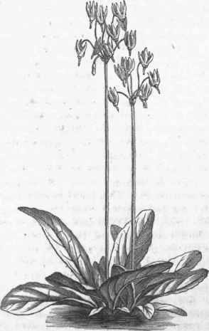 American Cowslip (Dodecatheon Meadia).