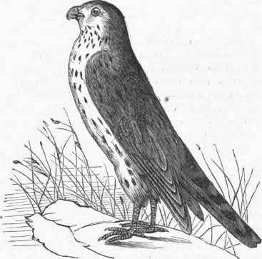 American Pigeon Hawk (Hypotriorchis columbarius).