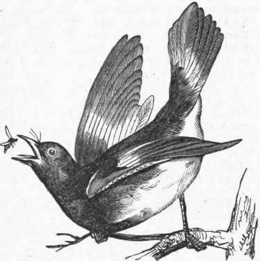 American Redstart (Setophaga ruticilla).