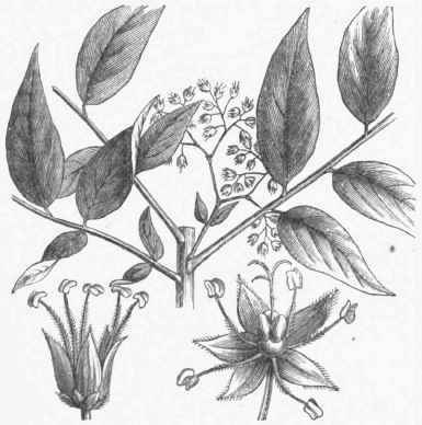 Bitterwood (Picraena excelsa).