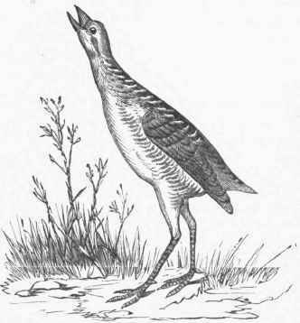 Carolina Kail (Porzana Carolinensis).