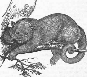 Common Potto (Cercoleptes caudivolvulus).