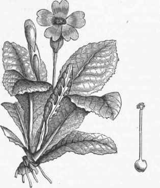 Common Primrose (Primula veris).