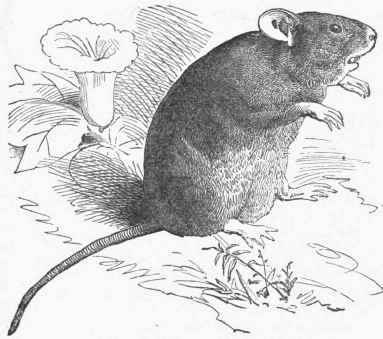 Cotton Eat (Sigmodon hispidus).