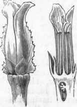Flower of Pineapple, with Section.