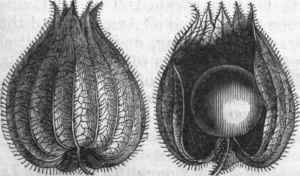 Fruiting Calyx, and Calyx opened.