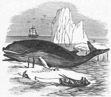 Great Northern Rorqual (Balaenoptera bo�ps).