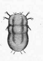 Locust Mite, greatly enlarged.