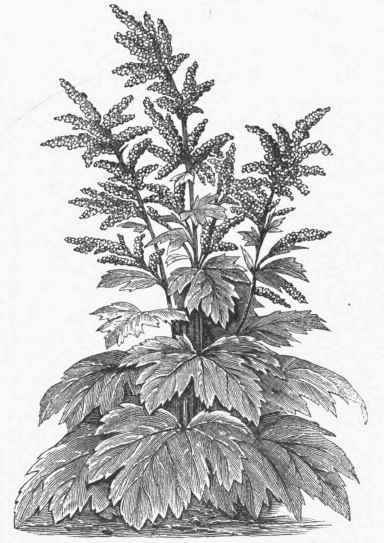 Medicinal Rhubarb (Rheum officinale).