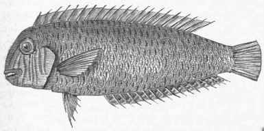 Mediterranean Razor Fish (Xyrichthys cultratus).