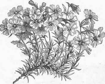 Moss Pink (Phlox subulata).