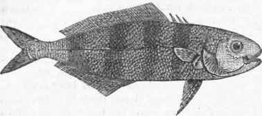 Pilot Fish (Naucrates ductor).