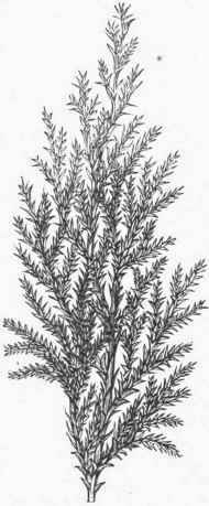 Plumy Retinispora (Retini spora plumosa).